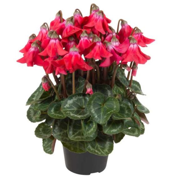 Cyclamen Super Serie Petticoat Series (Schoneveld Breeding) 