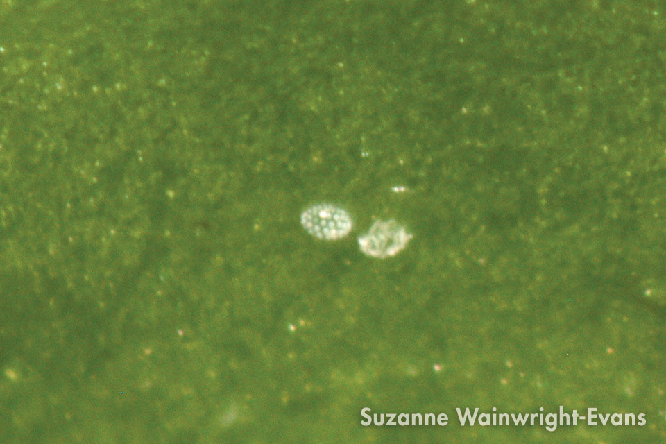 Damage from Broad Mite