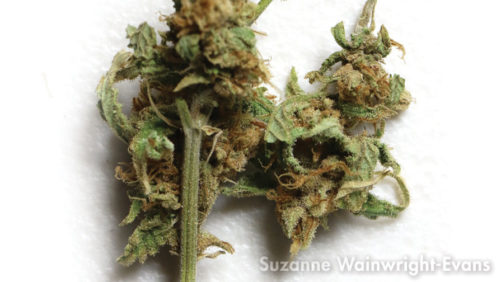 Take Control of Mites in Cannabis Crops