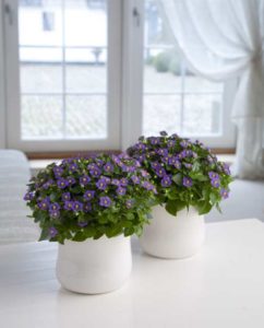 Exacum affine ‘Princess Deep Blue’ (PanAmerican Seed) 