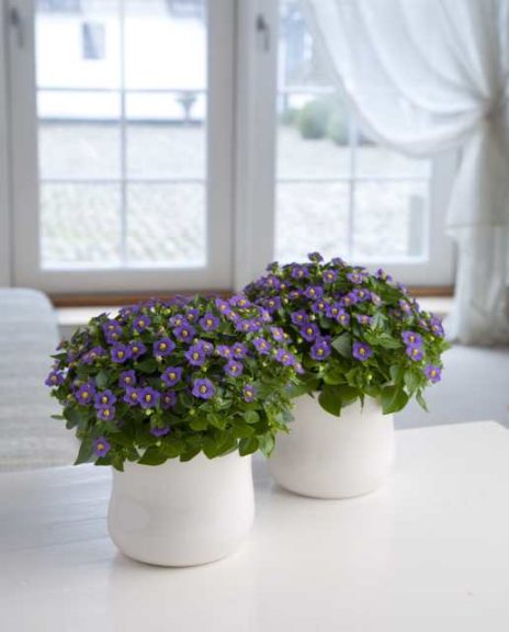 Exacum affine ‘Princess Deep Blue’ (PanAmerican Seed) 