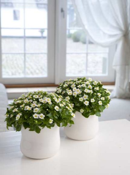 25 New Blooming Potted Plants for Luxury Sales - Greenhouse Grower