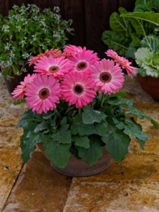 Gerbera ‘Majorette Pink Halo’ (Sakata Ornamentals) 