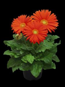 Giants Gerbera Series (Florist) 