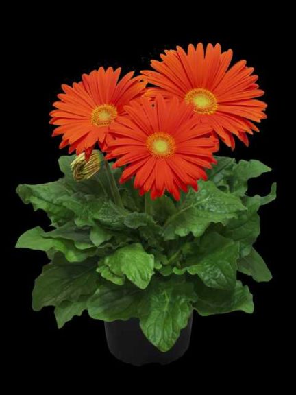 Giants Gerbera Series (Florist) 