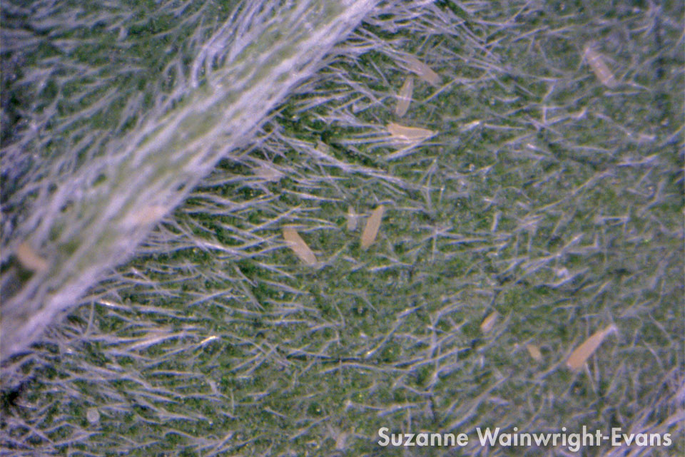 Hemp Russet Mite