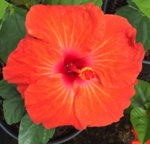 Hibiscus ‘Hollywood Bad Boy’ (J. Berry Nursery) 