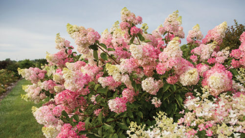 Headlines That Continue to Resonate with Greenhouse Growers