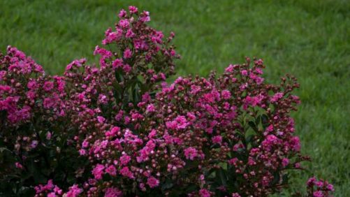 14 New Shrubs With Fringe Benefits