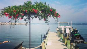 Why Living Umbrellas May Have a Bright Future
