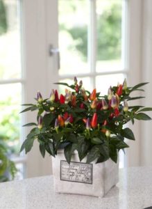 Ornamental Pepper ‘Acapulco Multicolor’ (PanAmerican Seed) 