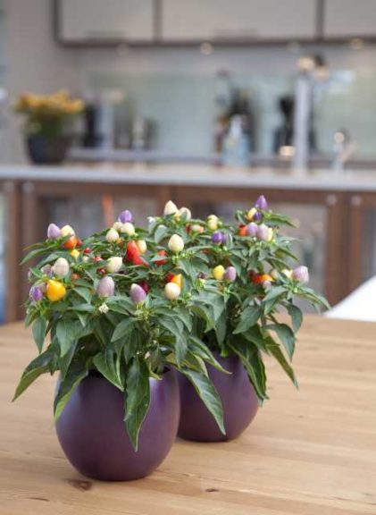 Ornamental Pepper ‘Harlequin’ (PanAmerican Seed) 
