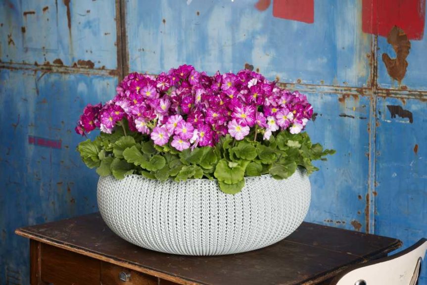 Primula Galaxy Series (Schoneveld Breeding)  