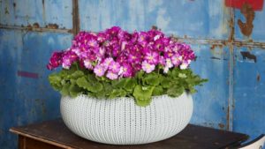 25 New Blooming Potted Plants for Luxury Sales