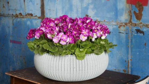 25 New Blooming Potted Plants for Luxury Sales