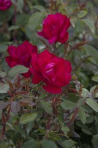 Rosa ‘Grace N' Grit’ (Monrovia)
