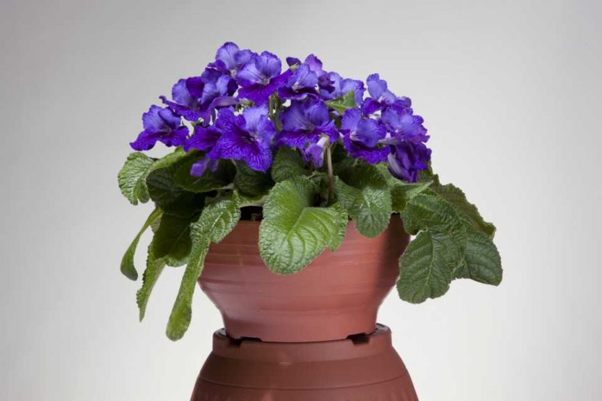 Streptocarpus Ladyslippers Series (Green Fuse Botanicals) 