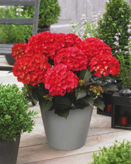 Tuxedo Hydrangeas (Anthony Tesselaar Plants) 
