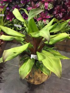 Aechmea tayoensis (Bullis Bromeliads)