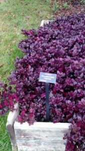 2017 Reiman Gardens, Iowa State University Field Trials