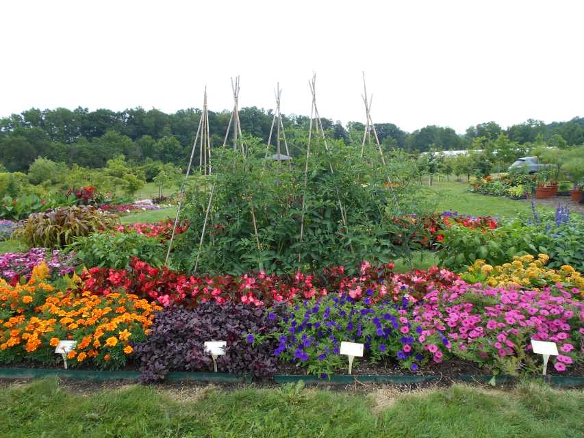 Midnight Snack Tomatoe Bed Long Island Horticultural Research