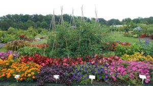 2017 Cornell University Field Trials Results
