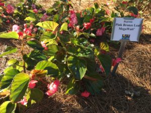 2017 Louisiana State University Field Trials