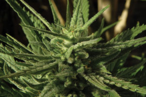 Cannabis research Buds