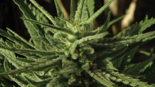 IPM Pointers to Prevent Disease in Greenhouse Cannabis