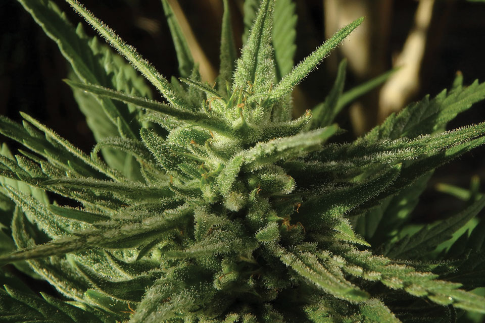 Cannabis Buds banking