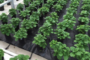 Capillary Watering Mats (WaterPulse)