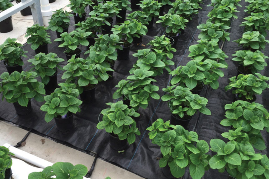 Capillary Watering Mats (WaterPulse)