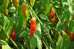 2017 Reiman Gardens, Iowa State University Field Trials