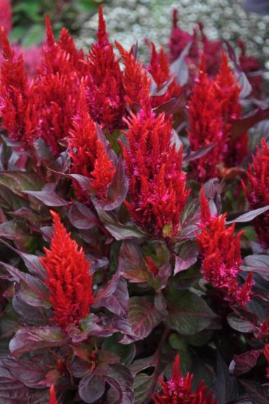 2017 Colorado State University Field Trials