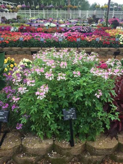 2017 Mast Young Plants Field Trials