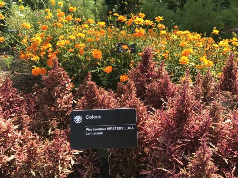2017 Missouri Botanical Garden Field Trials