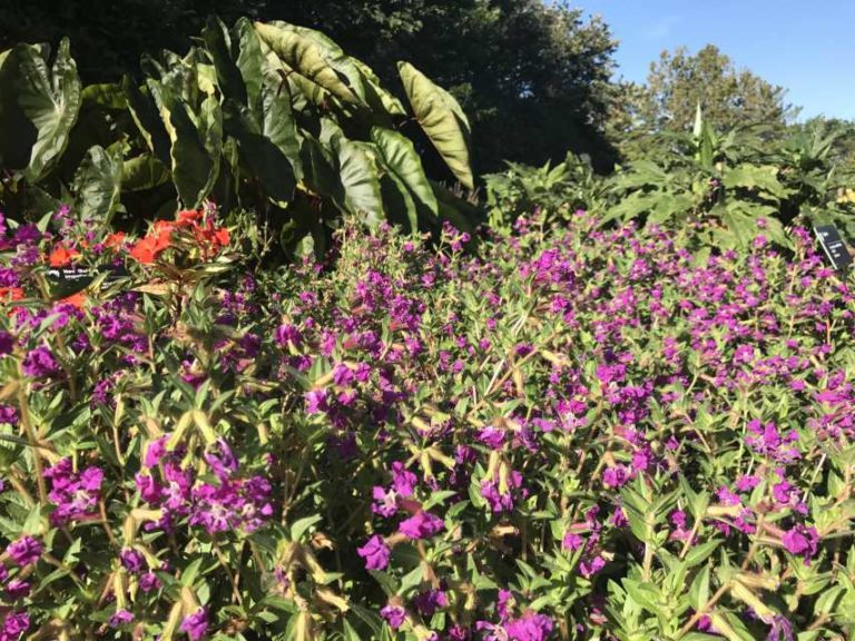 2017 Missouri Botanical Garden Field Trials