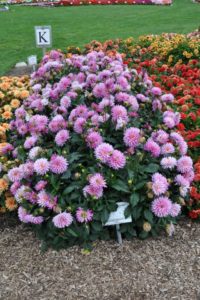 2017 Colorado State University Field Trials