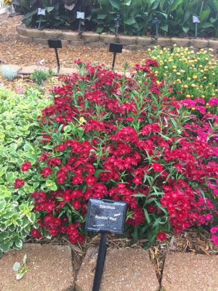 2017 Mast Young Plants Field Trials