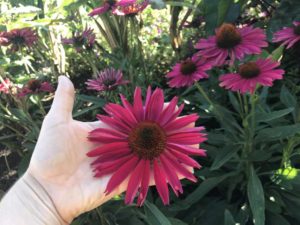 2017 Missouri Botanical Garden Field Trials