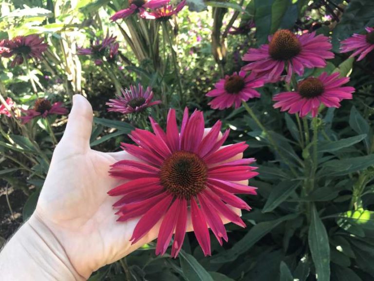 2017 Missouri Botanical Garden Field Trials