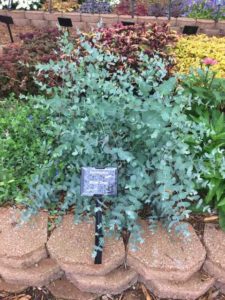 2017 Mast Young Plants Field Trials
