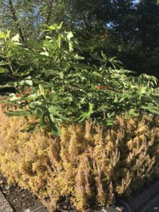 2017 Missouri Botanical Garden Field Trials