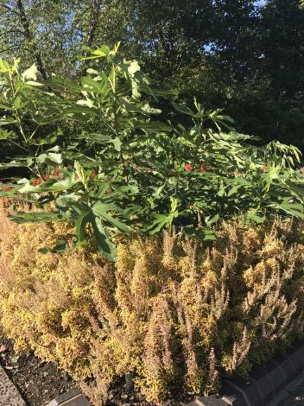 2017 Missouri Botanical Garden Field Trials
