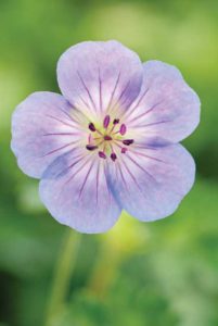 2017 Green Leaf Plants Field Trials