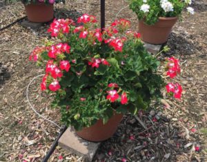2017 Mast Young Plants Field Trials