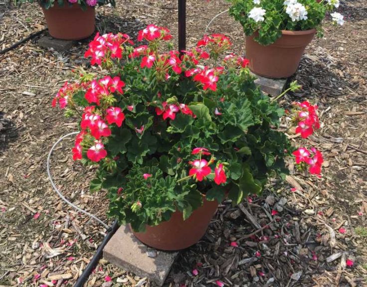 2017 Mast Young Plants Field Trials