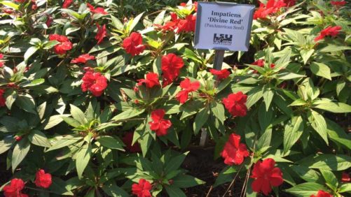 Louisiana State University to Host Annual Nursery Field Day at Hammond Research Station