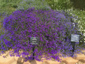 2017 Mast Young Plants Field Trials