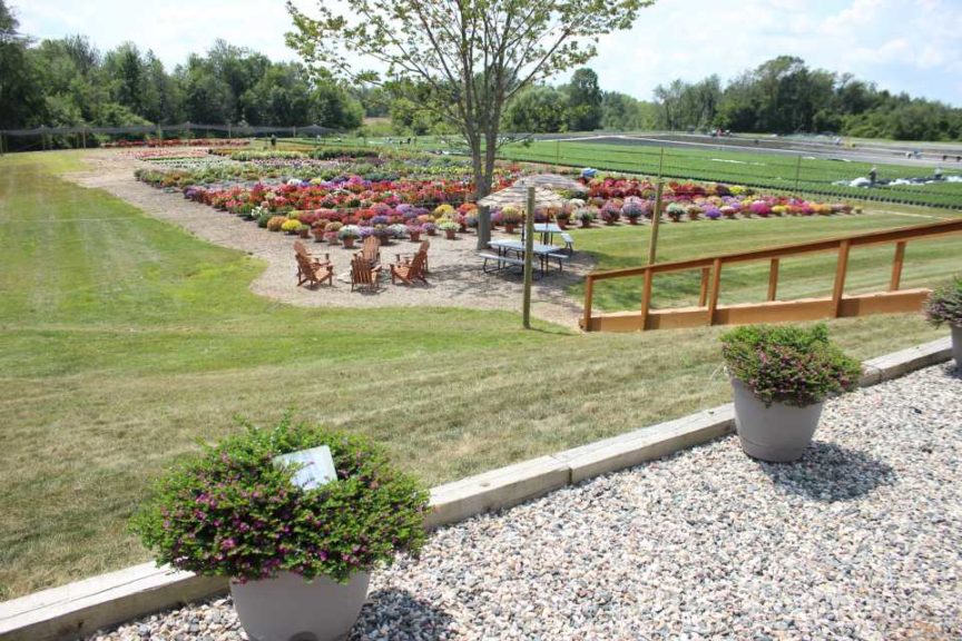 2017 Mast Young Plants Field Trials